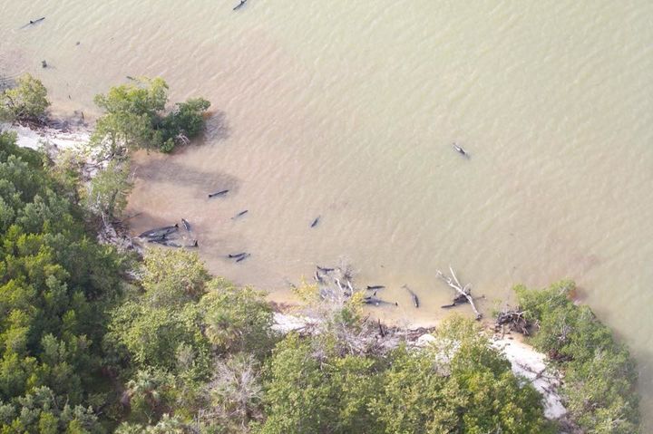 Nearly 100 false killer whales beached themselves in the Florida Everglades over the weekend. Most of them have died.