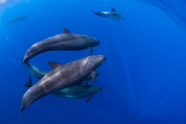 False killer whales, which are a type of dolphin that can grow up to 20 feet in length, are known to strand themselves.