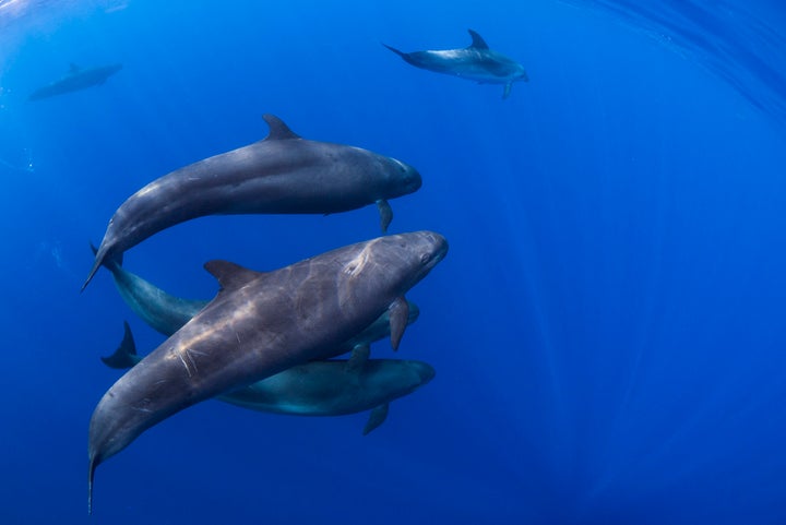 False killer whales, which are a type of dolphin that can grow up to 20 feet in length, are known to strand themselves.