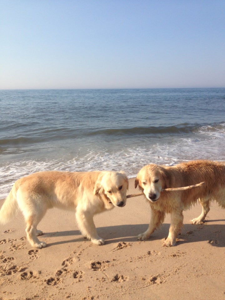 Post-swim activities typically included stick-wrestling with Finn (right) and his children, all of whom were adopted by family and friends.