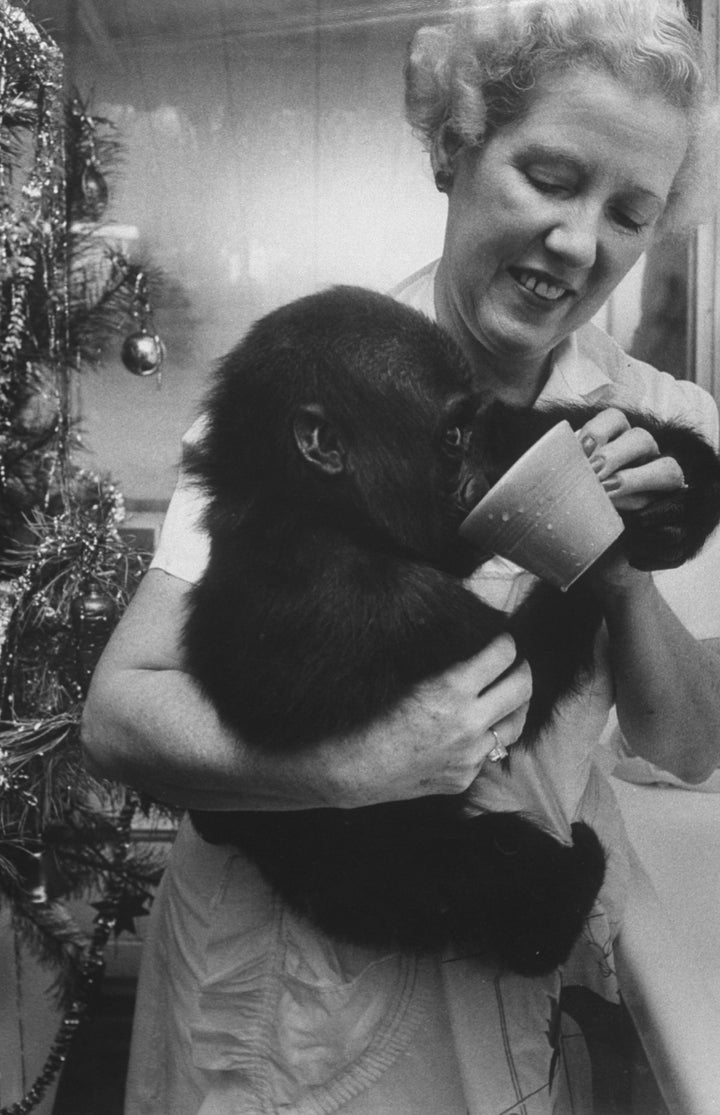 Colo as an infant, being held by the Columbus Zoo director's wife.