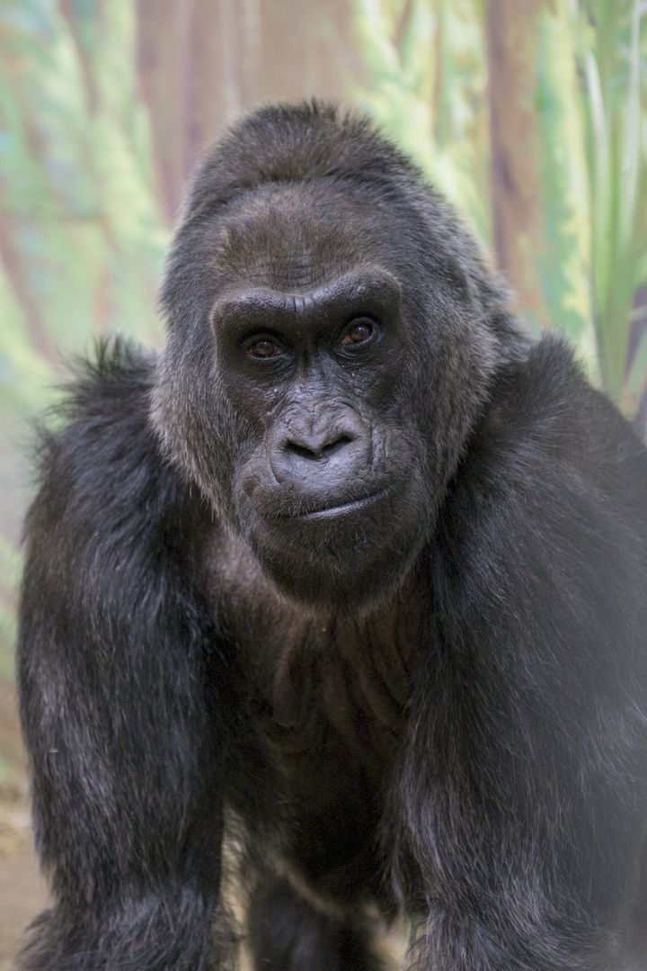 Colo in an undated photo from the Columbus Zoo.