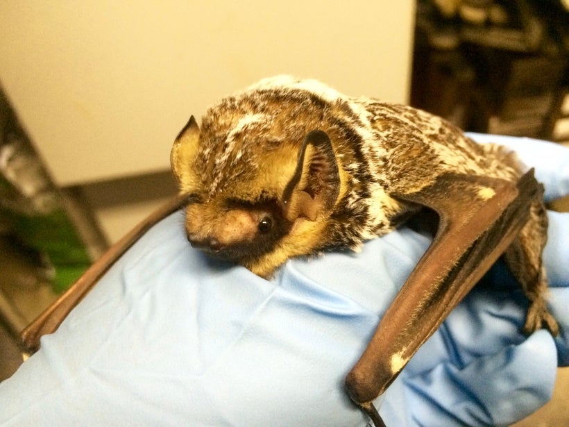 Bats in Ontario HuffPost