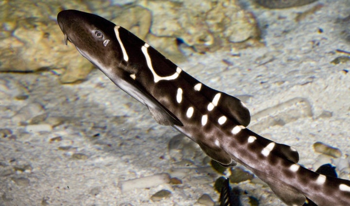 A young juvenile zebra shark (Stegostoma fasciatum) is seen at the ReefHQ Aquarium, in Townsville, Queensland, Australia, where Leonie also resides.