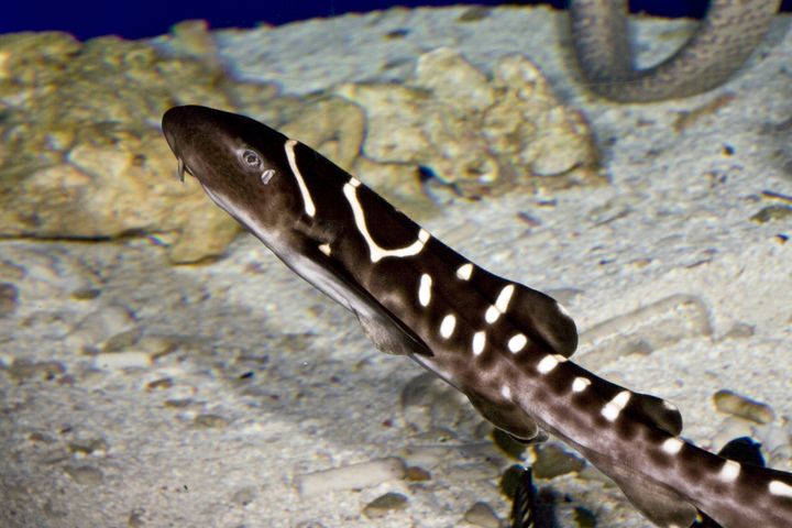 A young juvenile zebra shark (Stegostoma fasciatum) is seen at the ReefHQ Aquarium, in Townsville, Queensland, Australia, where Leonie also resides.
