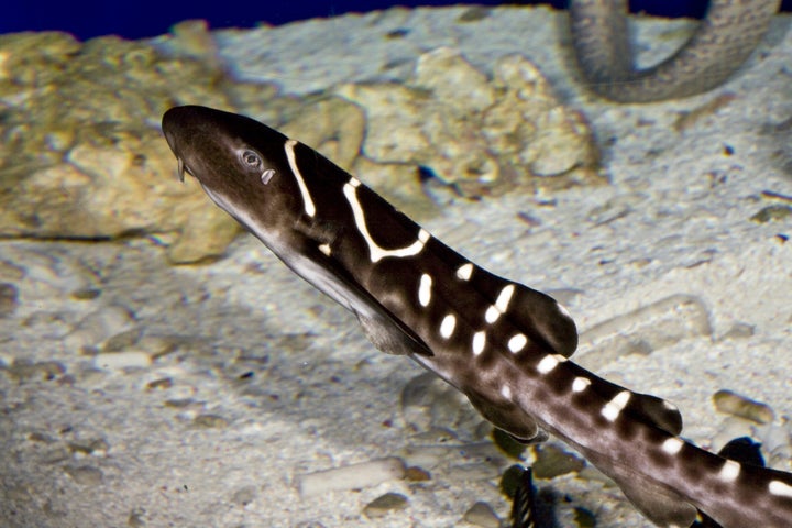 A young juvenile zebra shark (Stegostoma fasciatum) is seen at the ReefHQ Aquarium, in Townsville, Queensland, Australia, where Leonie also resides.