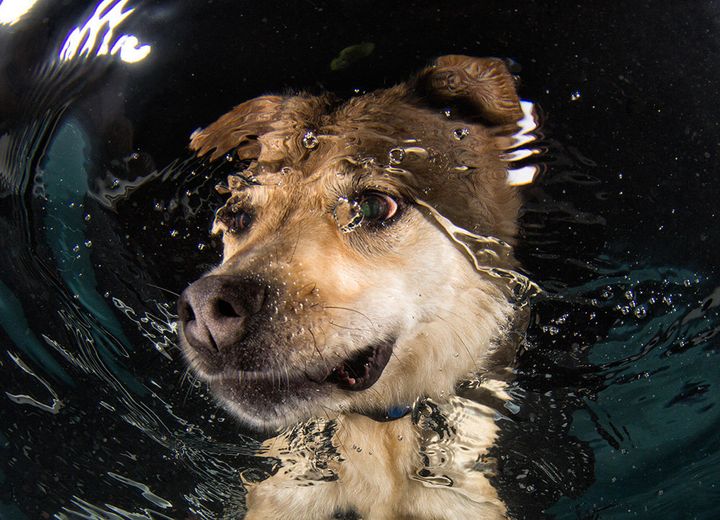 Mandy, a shepherd mix, getting a swimming lesson at spcaLA. Mandy has since been adopted.