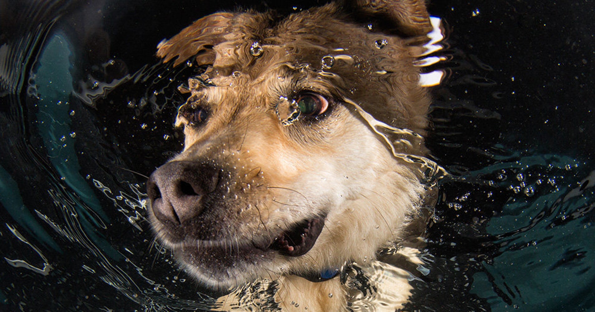 Shelter Dogs Get Swimming Lessons In Adorably Fetching Photos HuffPost