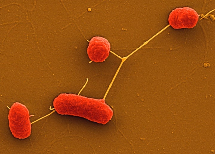 <p>An electron microscope image of E. coli bacteria</p>