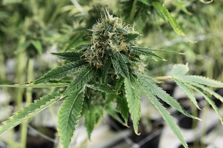 Many people with multiple sclerosis are turning to medical marijuana to ease their symptoms.