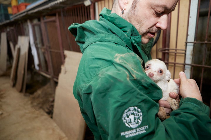 A Humane Society International employee holds one of the rescued pups.