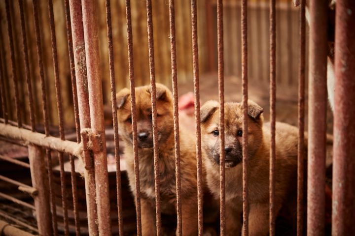 HSI has helped to rescue nearly 800 dogs from farms in South Korea.