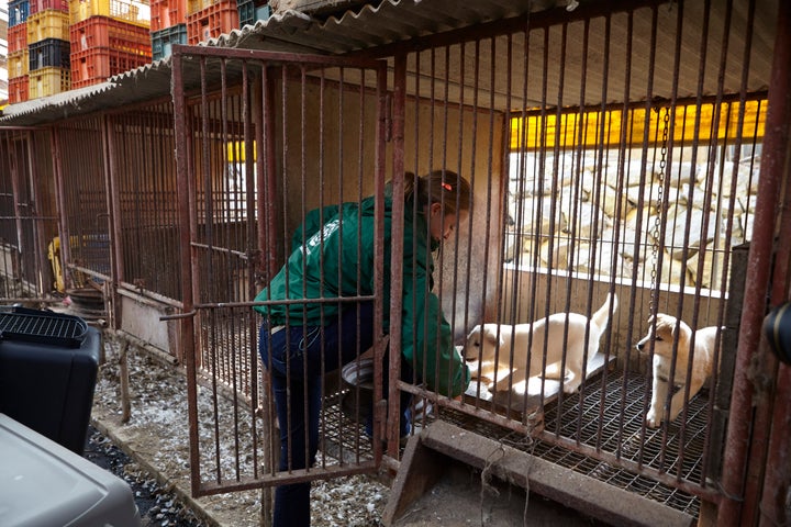 Dogs being rescued.