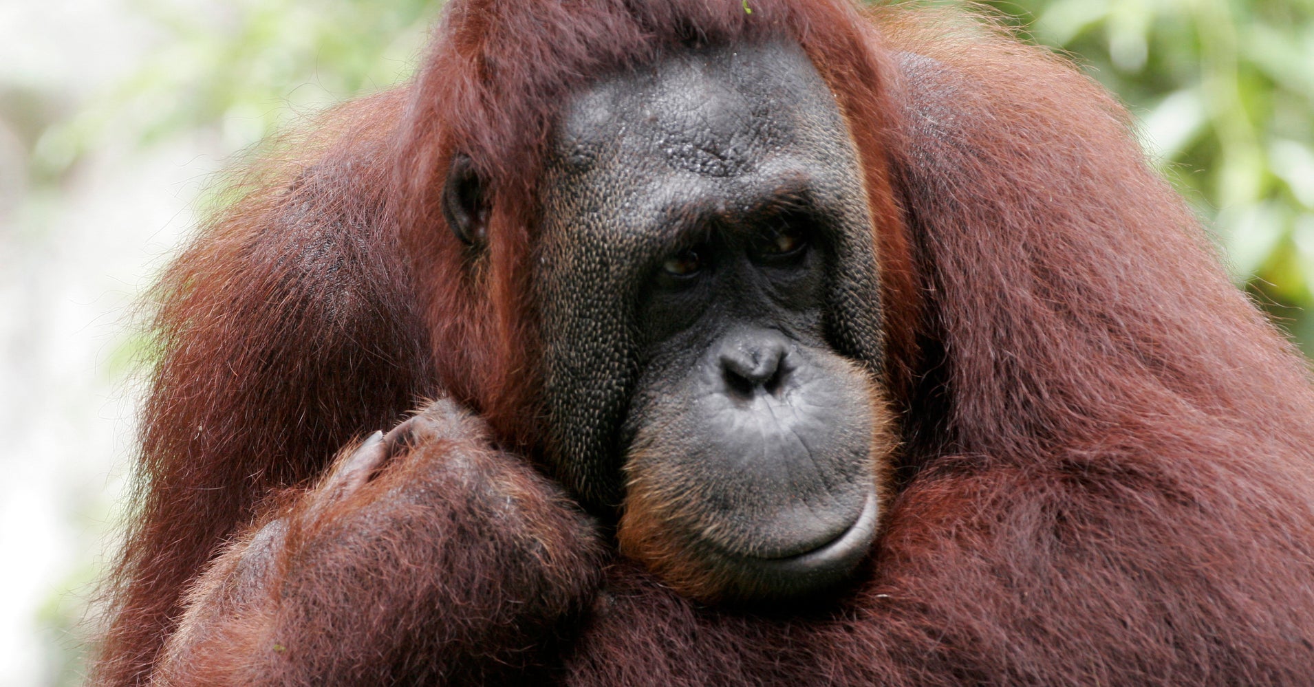 more-than-half-of-all-primates-are-nearing-extinction-new-study-says