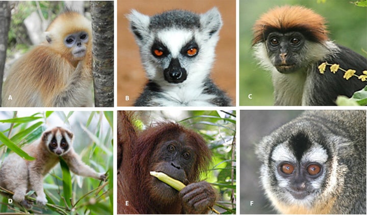 Pictured from the upper left going clockwise: Golden snub-nosed monkey, Ring-tailed lemur, Udzungwa red colobus, Javan slow loris, Sumatran orangutan and Azara’s night monkey.