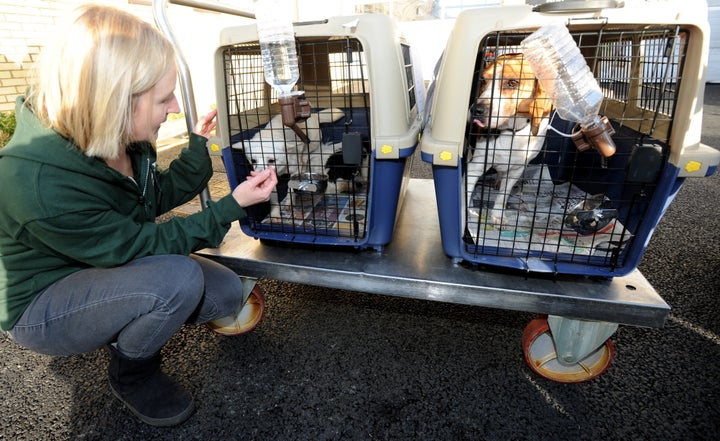 HSI's Wendy Higgins greets the dogs at Heathrow.