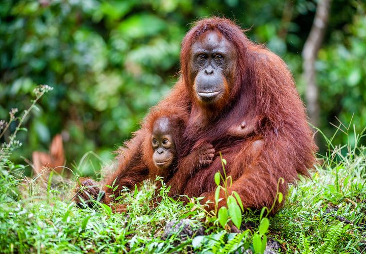 A female of the orangutan with a cub in a native habitat.