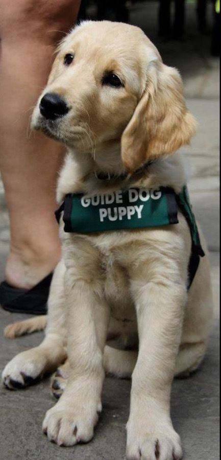 Guide Dogs for the Blind puppy in training, Gidget.