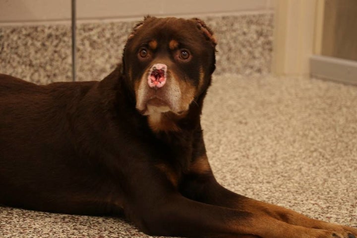 Rottweiler Found With Nose And Tail Cut Off Is 'The Nicest Dog' | HuffPost  Latest News