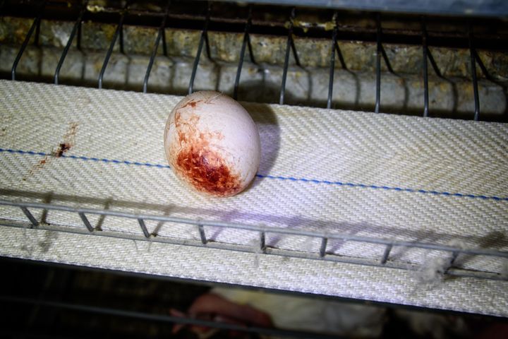 Our team witnessed birds so badly injured that their eggs were covered with blood. 
