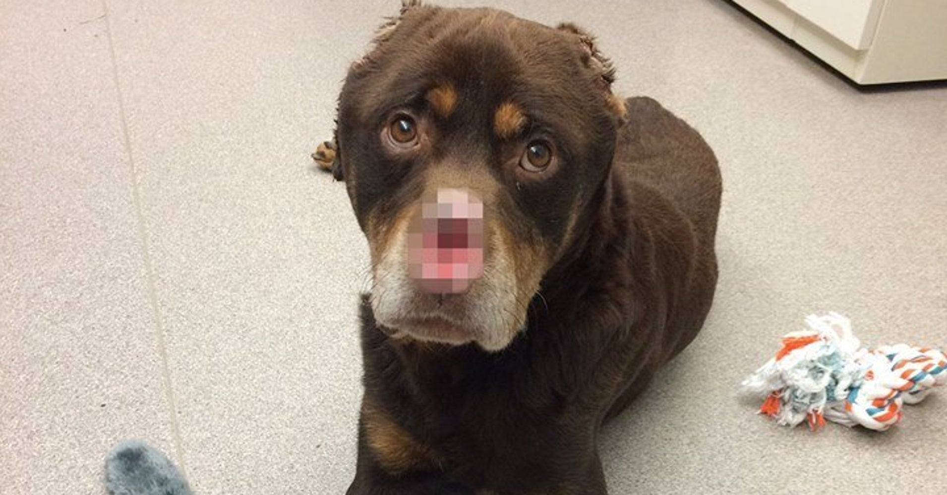 Rottweiler Found With Nose And Tail Cut Off Is The Nicest Dog Rottweiler Found With Nose And Tail Cut Off Is The Nicest Dog Huffpost