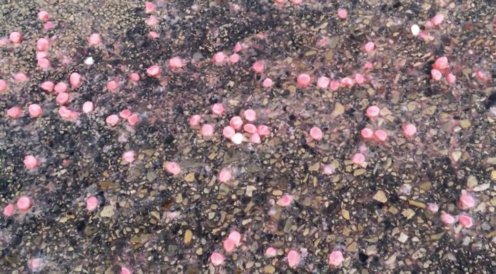 Washed out Skittles are seen covering a Wisconsin highway after they fell off the back of a truck this week.