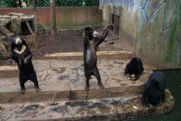 Captive sun bears appear to beg for food from visitors at a zoo in Bandung, Indonesia, on Jan. 19.