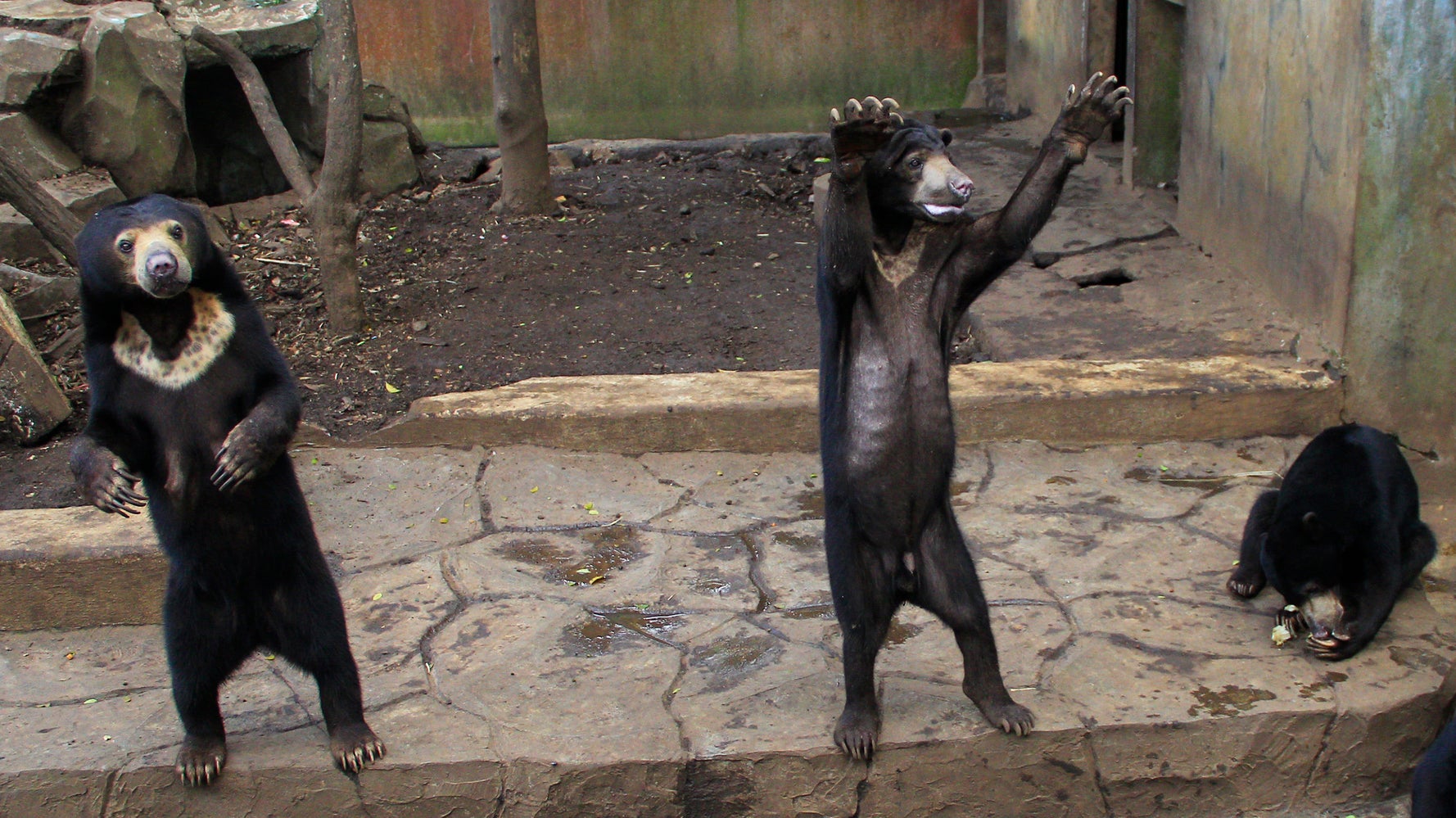 Skeletal Sun Bears In Indonesia Zoo Spark Outrage | HuffPost Sustainability