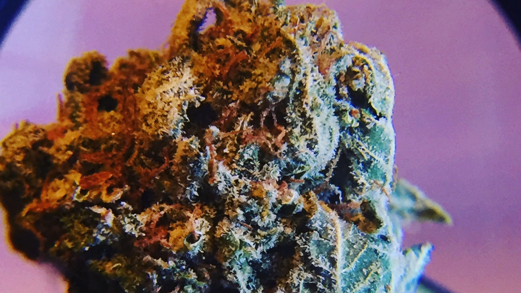 Cannabis Strain Review Berry White HuffPost Contributor