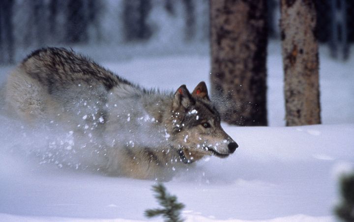 A newly released and collared wolf in Yellowstone National Park crashes through the snow.