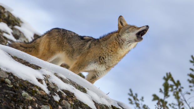 <strong>Coyote medicine</strong> is when something that is wrong, backward, or hurtful is actually a healing lesson according