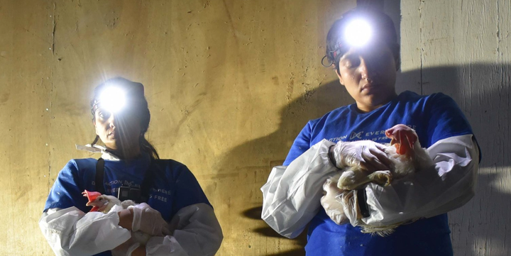 Two Direct Action Everywhere activists removing injured birds from a Whole Foods farm, with virtual reality camera in tow. 