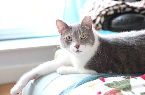 <strong>Merlin relaxing in the sunlight.</strong>