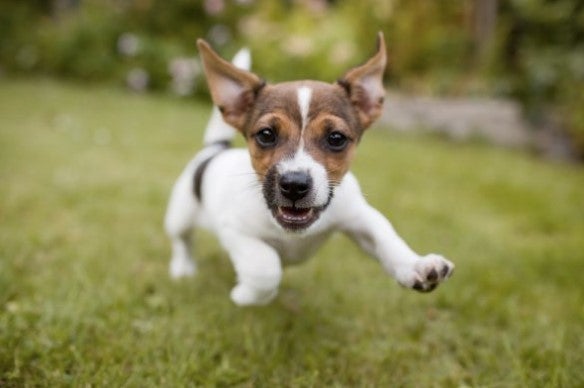 A puppy enjoying play