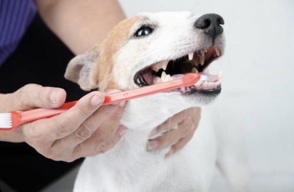 Brushing your dog’s teeth regularly can help avert bad breath