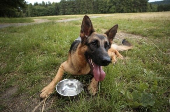 The type of meal consumed can also affect a canine’s breath quality