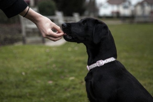 Dogs, just like humans, are susceptible to diabetes which can also lead to bad breath
