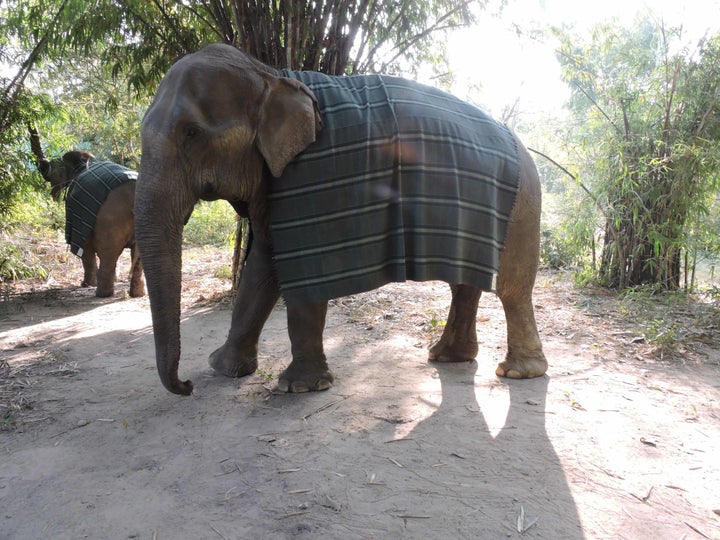 It takes weeks to make one of the elephant sweaters, so in the meantime, many of the elephants are wearing big blankets to deal with the cold.