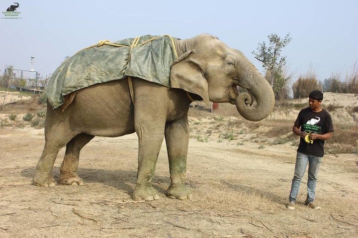 The elephants at the center are especially vulnerable to the cold because of the abuse they've experienced.