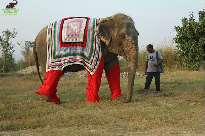 An elephant clad in a snappy sweater at Wildlife SOS Elephant Conservation and Care Center.