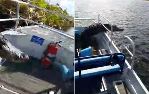 All aboard! The gator is seen making its way on and off the airboat after giving a group of tourists a fright.