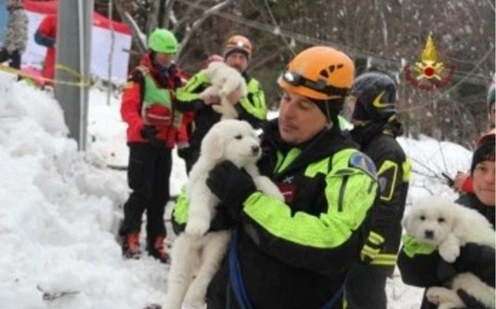 The tiny puppies were heard barking from the hotel's boiler room, rescue officials said.