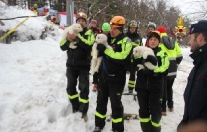 The puppies appeared to be in "very good health," one rescuer was quoted as saying.