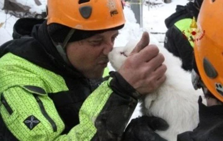 The puppies are reportedly only a month old. Their parents were able to escape the avalanche.