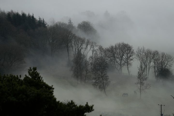 Horses graze in a paddock with fog enveloping the trees behind them, around Leith Hill in Surrey.