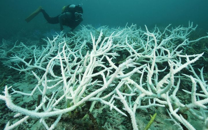 Sekiseishoko, Japan's largest coral reef, is experiencing the worst bleaching event on record, experts say. Almost all of the reef's corals are at least partially bleached.