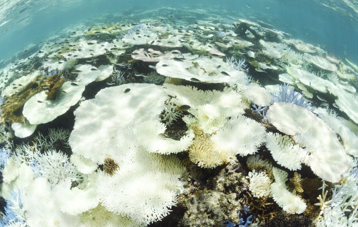 This photo shows bleached corals in Sekiseishoko reef on Sept. 12, 2016. A survey conducted that month by the Environment Ministry found that more than 56 percent of the reef's corals had died. That number has since increased to about 70 percent.