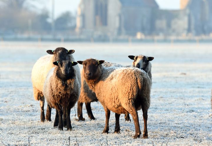 Sheep in a frosty field near Kings Lynn in Norfolk this morning.