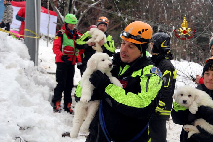 The puppies were found four days after the hotel was buried in snow and rubble 