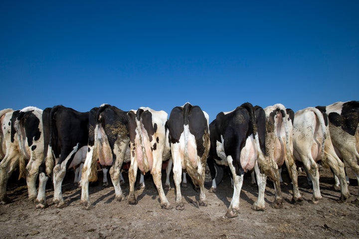 In 2012, corn prices surged, which drove up costs of grain-based feeds. Farmers started to look to alternative, and cheaper, ingredients to put in animal feed.